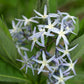 Amsonia illustris --Ozark Blue Star--