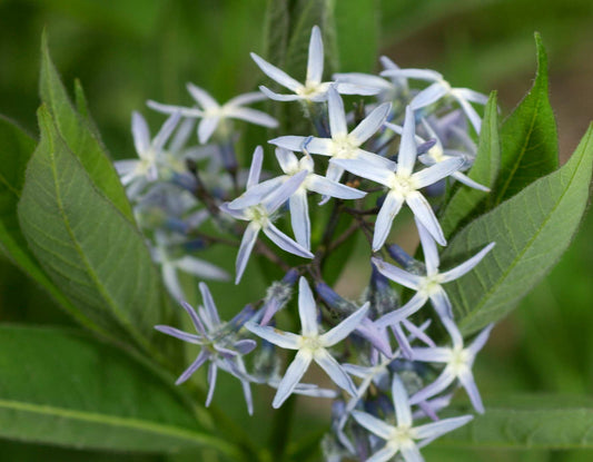 Amsonia illustris --Ozark Blue Star--