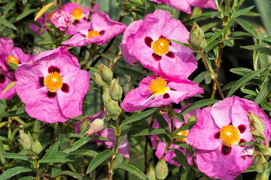 Cistus purpureus --Orchid Rock Rose--