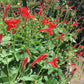 Ruellia elegans --Crazy Creole Carmine Ruellia--