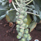 BRUSSELS SPROUT 'Hestia'