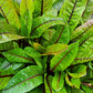 SORREL 'Red-Veined Dock' --Rumex sanguineus--