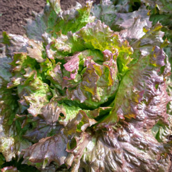 LETTUCE 'Red Tinged Winter'