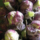 BRUSSELS SPROUT 'Red Ball'