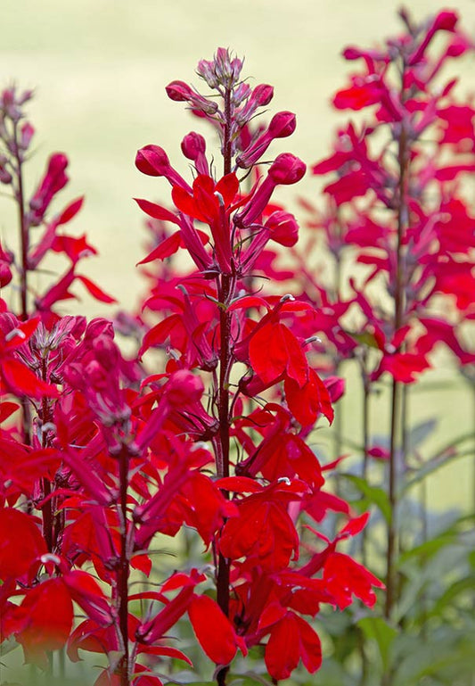 Lobelia cardinalis --Cardinal Flower--