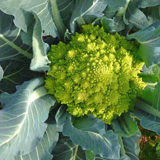 BROCCOLI 'Romanesco'