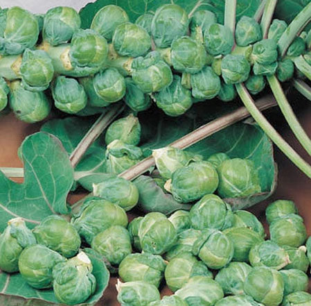 BRUSSELS SPROUT 'Roodnerf'