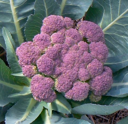 BROCCOLI 'Rosalind'