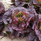 LETTUCE 'Roxy'