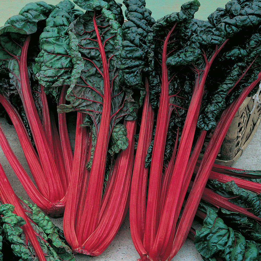CHARD 'Ruby Red'