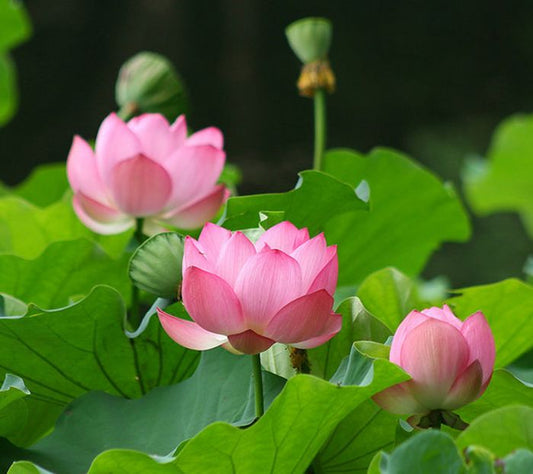 SACRED LOTUS --Nelumbo nucifera--