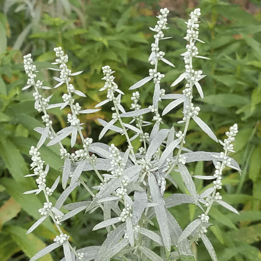 SAGE 'Dakota' --Artemisia ludoviciana--