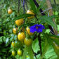 APPLE 'Kangaroo' --Solanum aviculare--