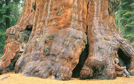 Sequoiadendron giganteum --Giant Sequoia--