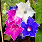 MORNING GLORY 'Kikyo-Zaki Mix'