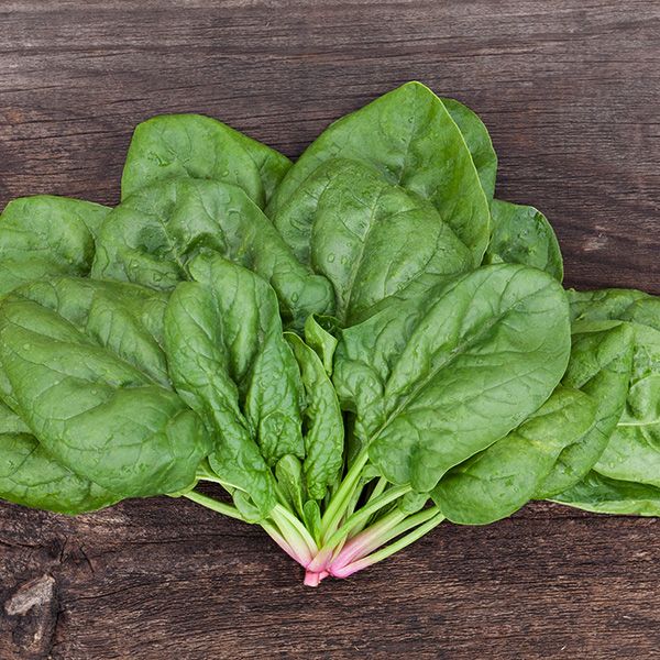 SPINACH 'Butterflay'