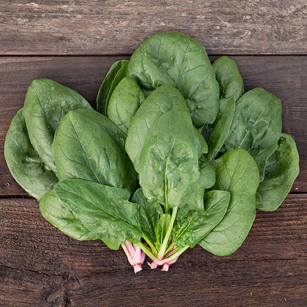 SPINACH 'Corvair'