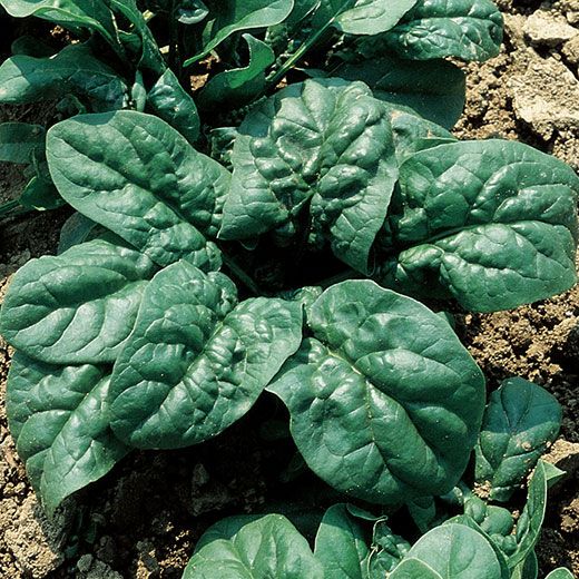 SPINACH 'Merlo Nero'