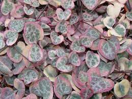 Ceropegia woodii 'Variegata' --Variegated String of Hearts--