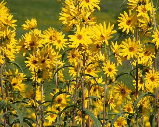 Helianthus maximiliani --Maximilian Sunflower--