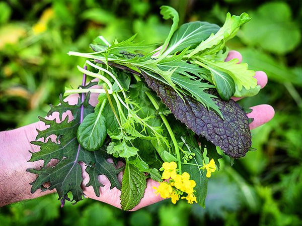 GREENS MIX 'Siamese Dragon Stir Fry Mix'