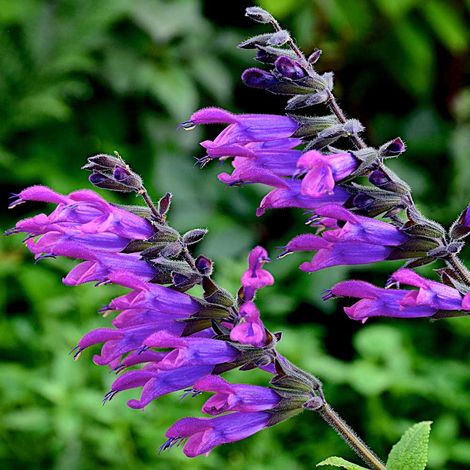 Salvia guaranitica x. --Magenta Burst Sage--