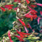 Salvia hybrida --Coral-Pink Sage--