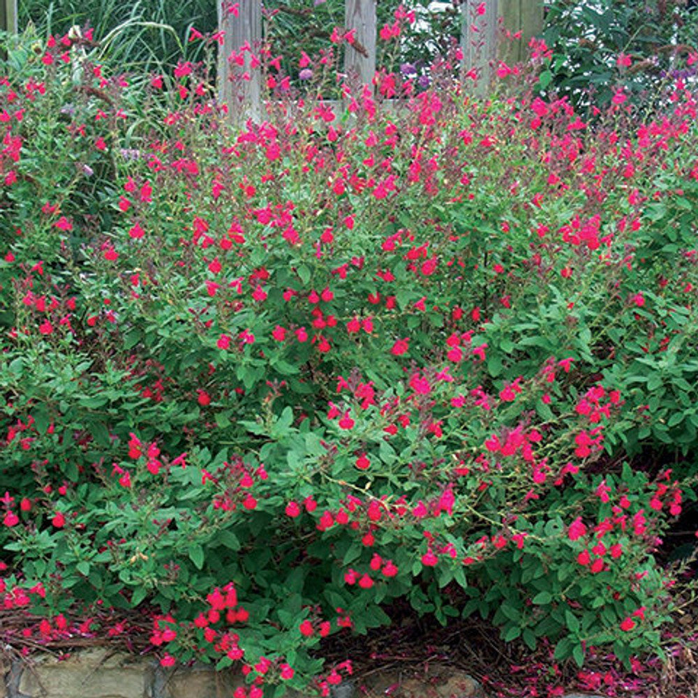 Salvia greggii x microphylla --Maraschino Cherry Autumn Sage--