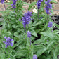Salvia farinacea --Mealycup Henry Duelberg Sage--