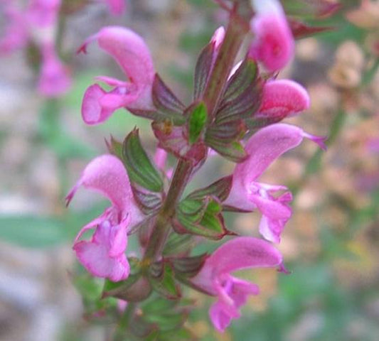 Salvia nemorosa --Pink Sage--