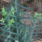 Euphorbia lathyris --Caper Spurge--