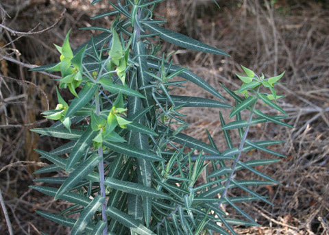 Euphorbia lathyris --Caper Spurge--