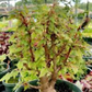 Small begonia plant, similar in shape to a bansai tree.