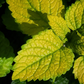 LEMON BALM 'Gold Leaf' --Melissa officinalis--