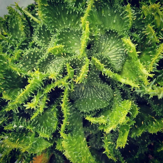 Euphorbia flanaganii f. cristata 'Green Coral'