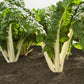 CHARD 'Silverado'