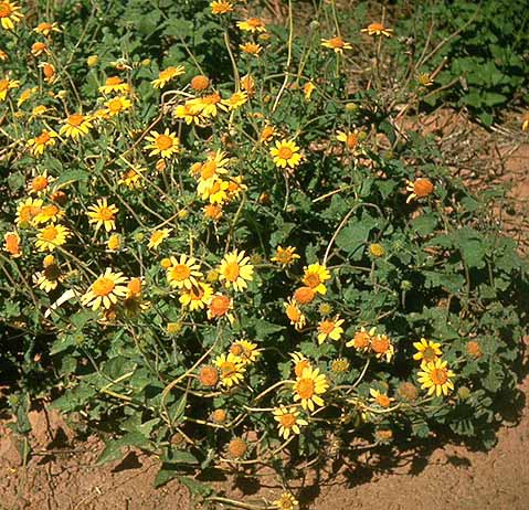 Simsia calva --Awnless Bush Sunflower--