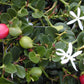 PLUM 'Natal' --Carissa macrocarpa--