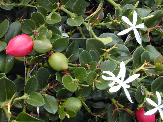 PLUM 'Natal' --Carissa macrocarpa--
