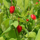Malvaviscus arboreus --Red Mexican Turk's Cap--