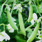 PEA 'Sugarsnap'