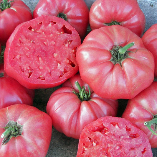 TOMATO 'Brandywine'