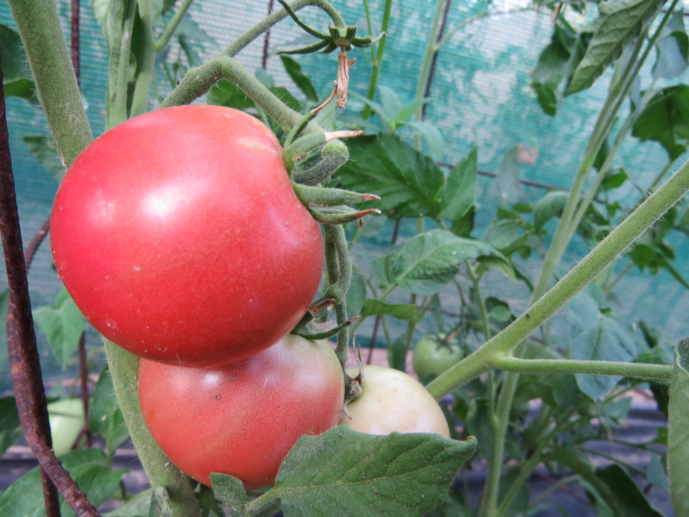 TOMATO 'Clear Pink'