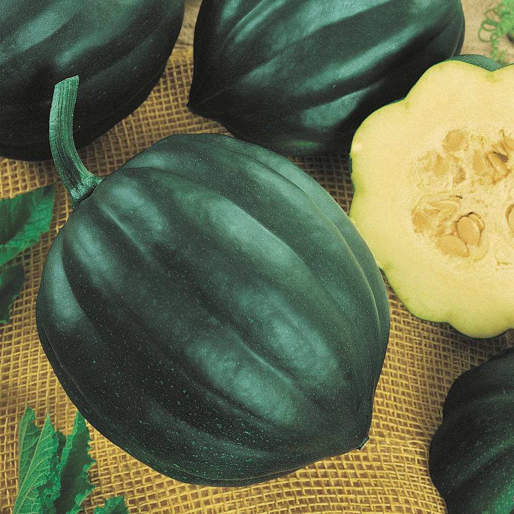 SQUASH 'Table Queen Acorn'