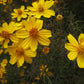 Tagetes lemmonii --Copper Canyon Daisy--