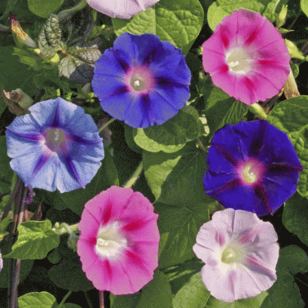 MORNING GLORY 'Double Variety'