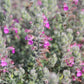 Teucrium marum --Mediterranean Germander--