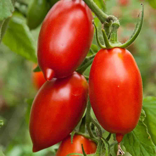 TOMATO 'Amish Paste'