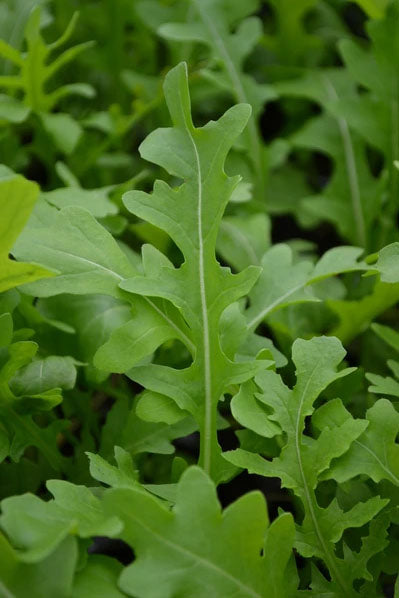 ARUGULA 'Torino Perennial' --Diplotaxis tenuifolia--