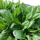 SORREL 'Garden' --Rumex acetosa--